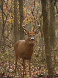 Ares in the Fall