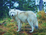 Artic Wolf after the Rain