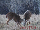 Deer Playing