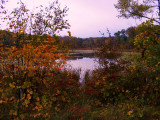 Fall Colors