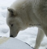 Artic Wolf