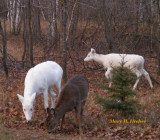 Snowball with two fawns