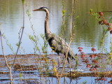 Blue Heron