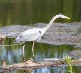 Blue Heron