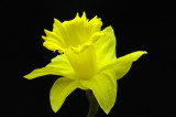 The Early Daffodil
