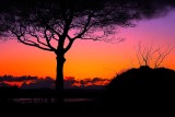 Lonely Tree