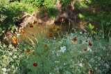 Coneflowers