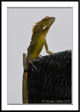 Green Crested Lizard (Bronchocela cristatella)