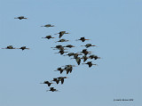 Glossy Ibis (Plegadis falcinellus)