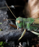 Migratory locust (Locusta migratoria)