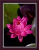 Hot Pink Lotus