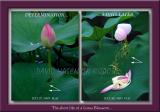 Life of a Lotus Blossom