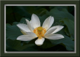 White Lotus Blossom