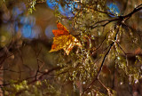 Cedar and Sweet Gum