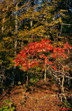 Sumac in October