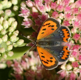 Mindre Guldvinge, (Lycaena phlaeas)