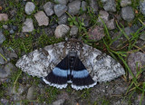 Blbandat ordensfly, hona, (Catocala fraxini)