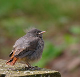 Black Redstart, pulli