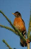 American Robin, male