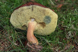 Brunsopp,  (Boletus badius)