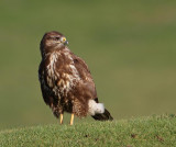 Common Buzzard, juvenile