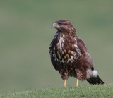 Common Buzzard, juvenile