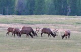 Elks, group with adult males