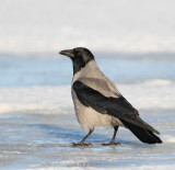 Hooded Crow, Krka, (Corvus corone cornix)
