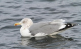 Herring Gull, ad., winter