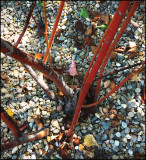 happy roots.jpg