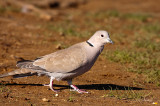 Ring neck Dove