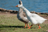 Goose and Gander, snow geese