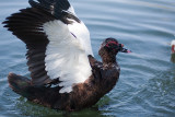 Male spreading his wings