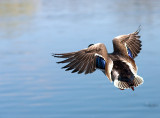 Northern shovler in flight