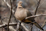 Mourning Dove