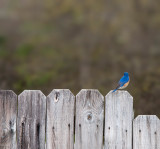 Eastern Bluebird 2