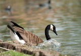 Canada Goose