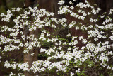 Dogwoods