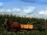 Man Working in field