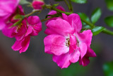 Miniature Pink Rose