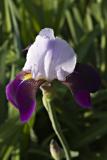 Bearded Purple Iris