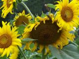 Alabama Sun Flowers, Lineville Al