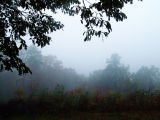 Fog and Mist, Cheaha Mountain