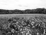 Cotton field in Oxford Al
