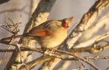 Cardinal female