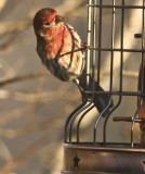 House Finch