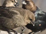 Board meeting, male and female cowbirds