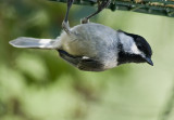 Carolina Chickadee