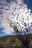 JoshuaTree200518.jpg