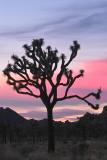 JoshuaTree200549.jpg